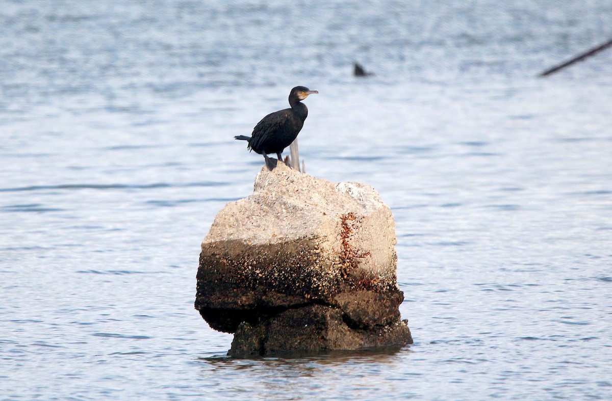 Great Cormorant - ML611600809