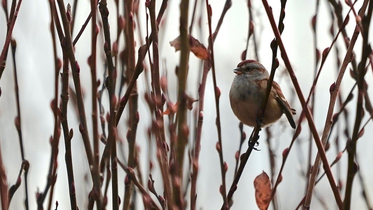 American Tree Sparrow - ML611600816