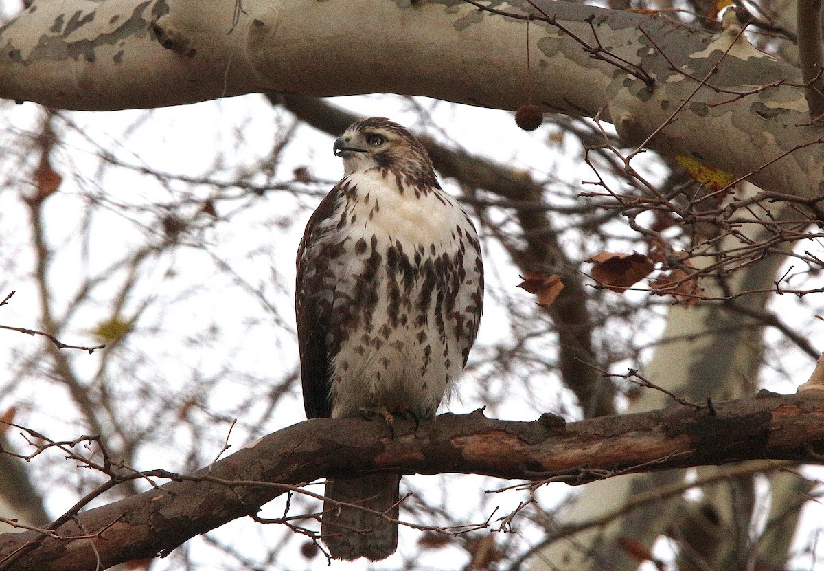 Red-tailed Hawk - ML611600831