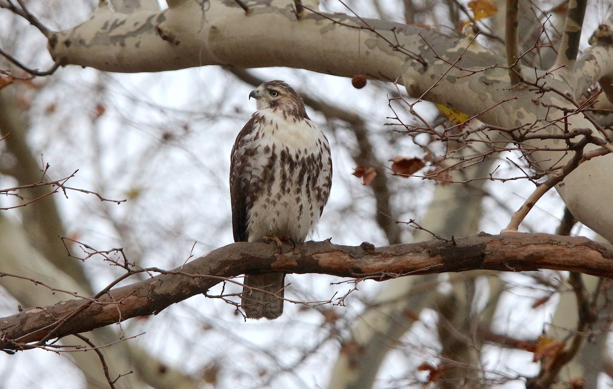 Red-tailed Hawk - Nick Dawson