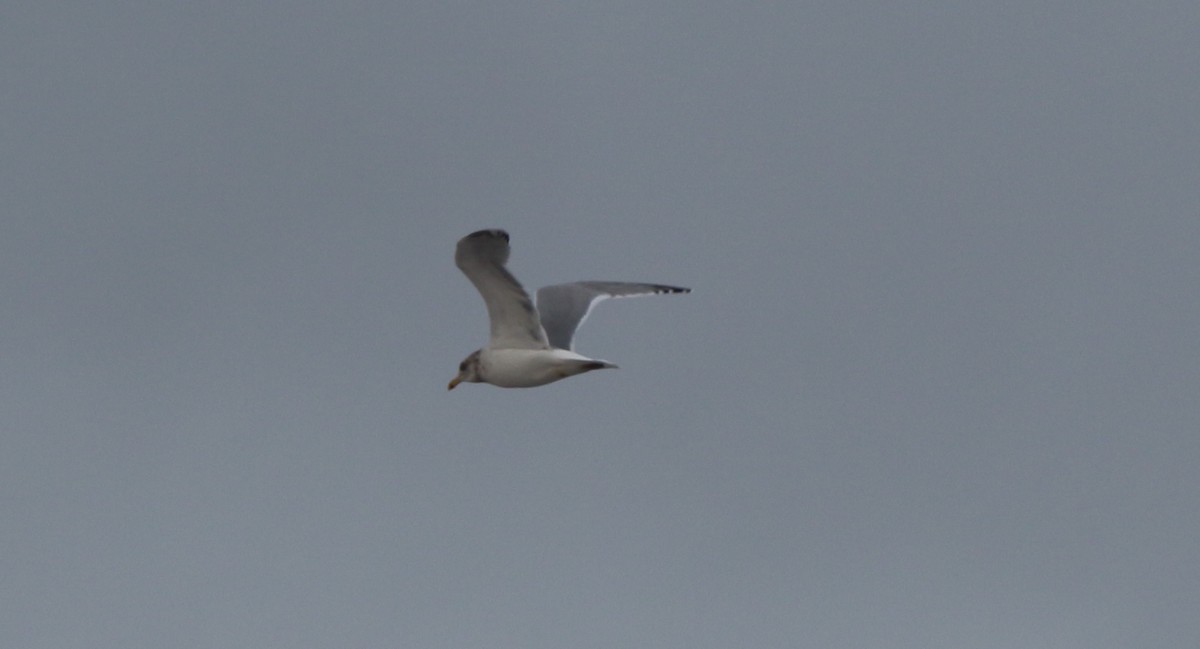 Ring-billed Gull - ML611600837