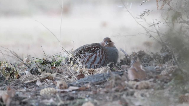 Куріпка сіра - ML611600838