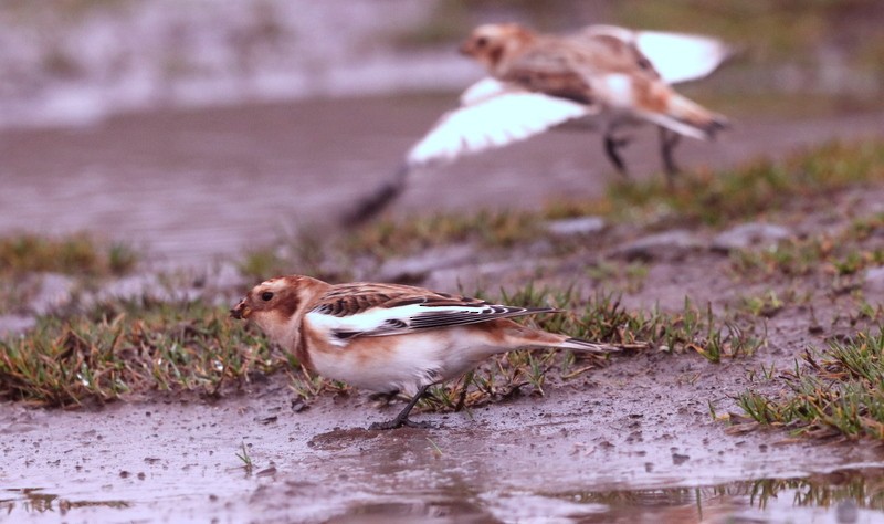 Snow Bunting - ML611600843