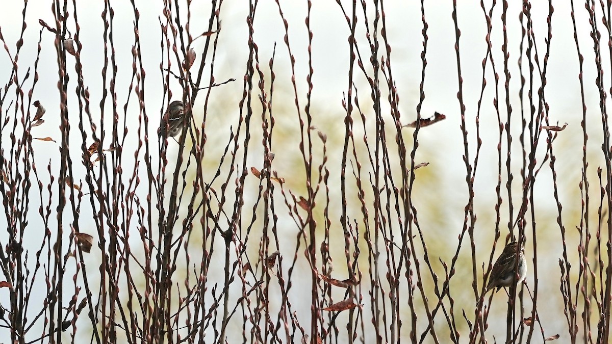 American Tree Sparrow - ML611600846
