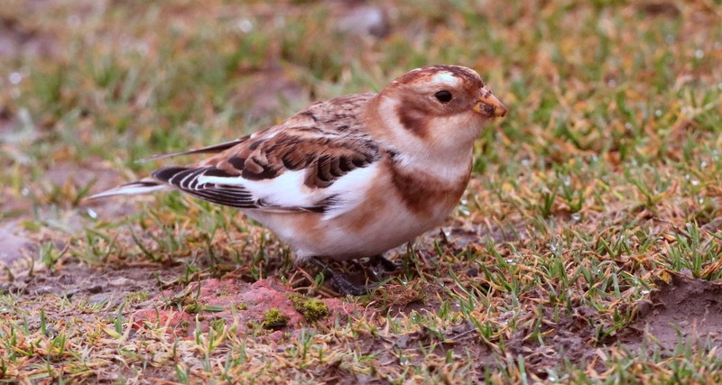 Snow Bunting - ML611600856