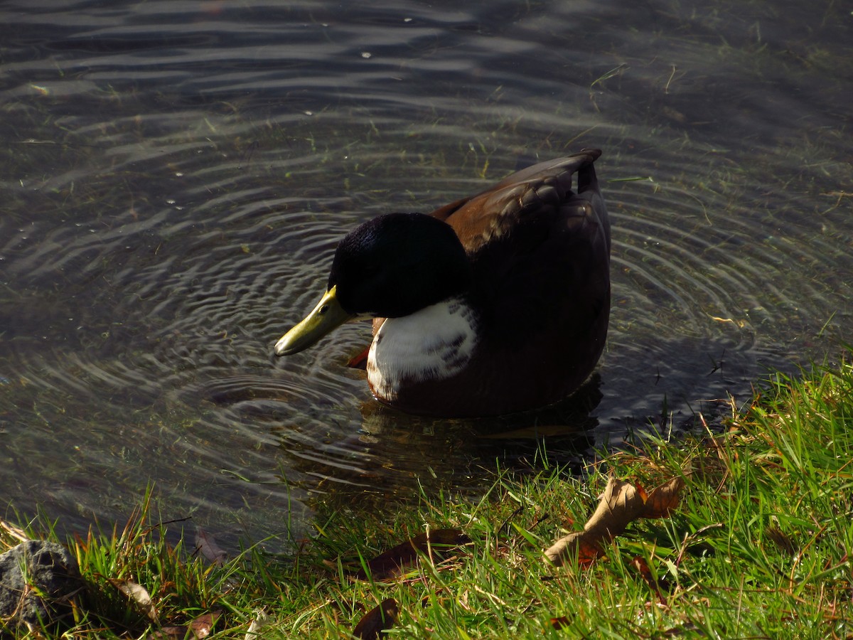 Mallard (Domestic type) - ML611600877