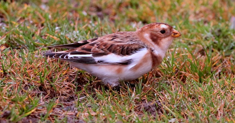 Snow Bunting - Kris Webb