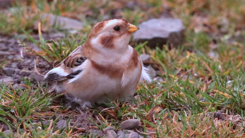 Snow Bunting - Kris Webb