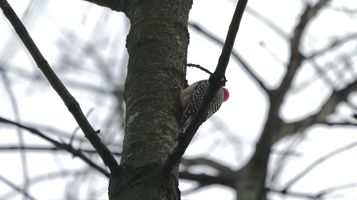 Red-bellied Woodpecker - ML611600933