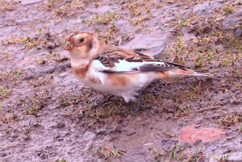 Snow Bunting - Kris Webb