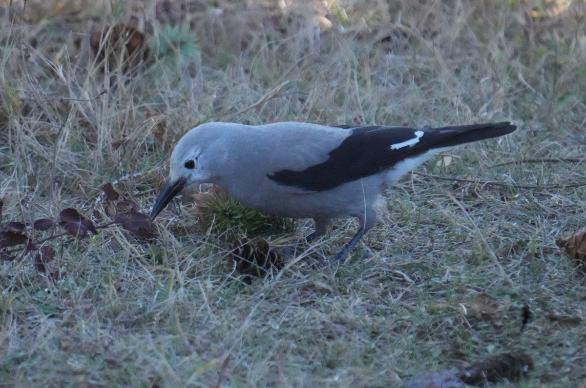 Clark's Nutcracker - ML611600952