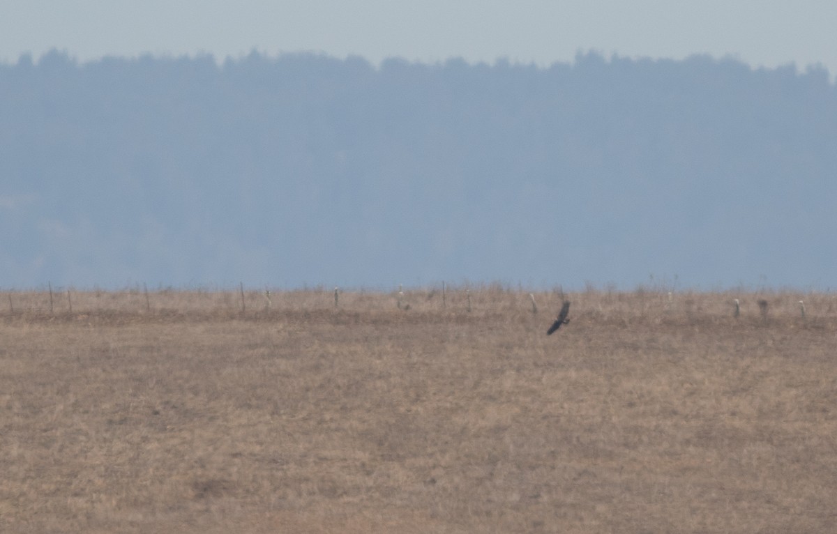 Golden Eagle - Doug Hitchcox