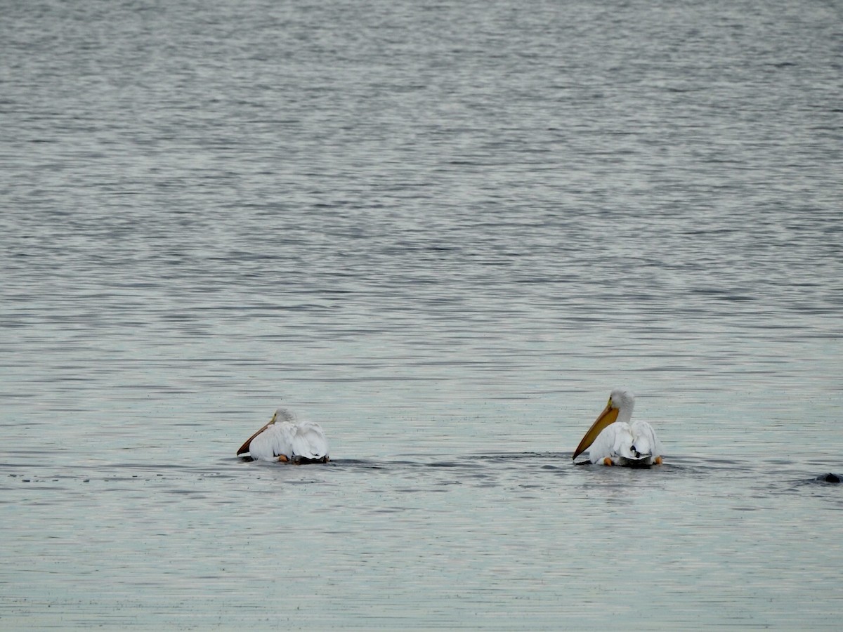 American White Pelican - ML611600984