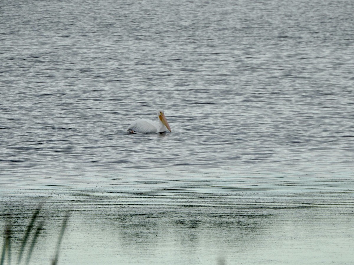 American White Pelican - ML611600986