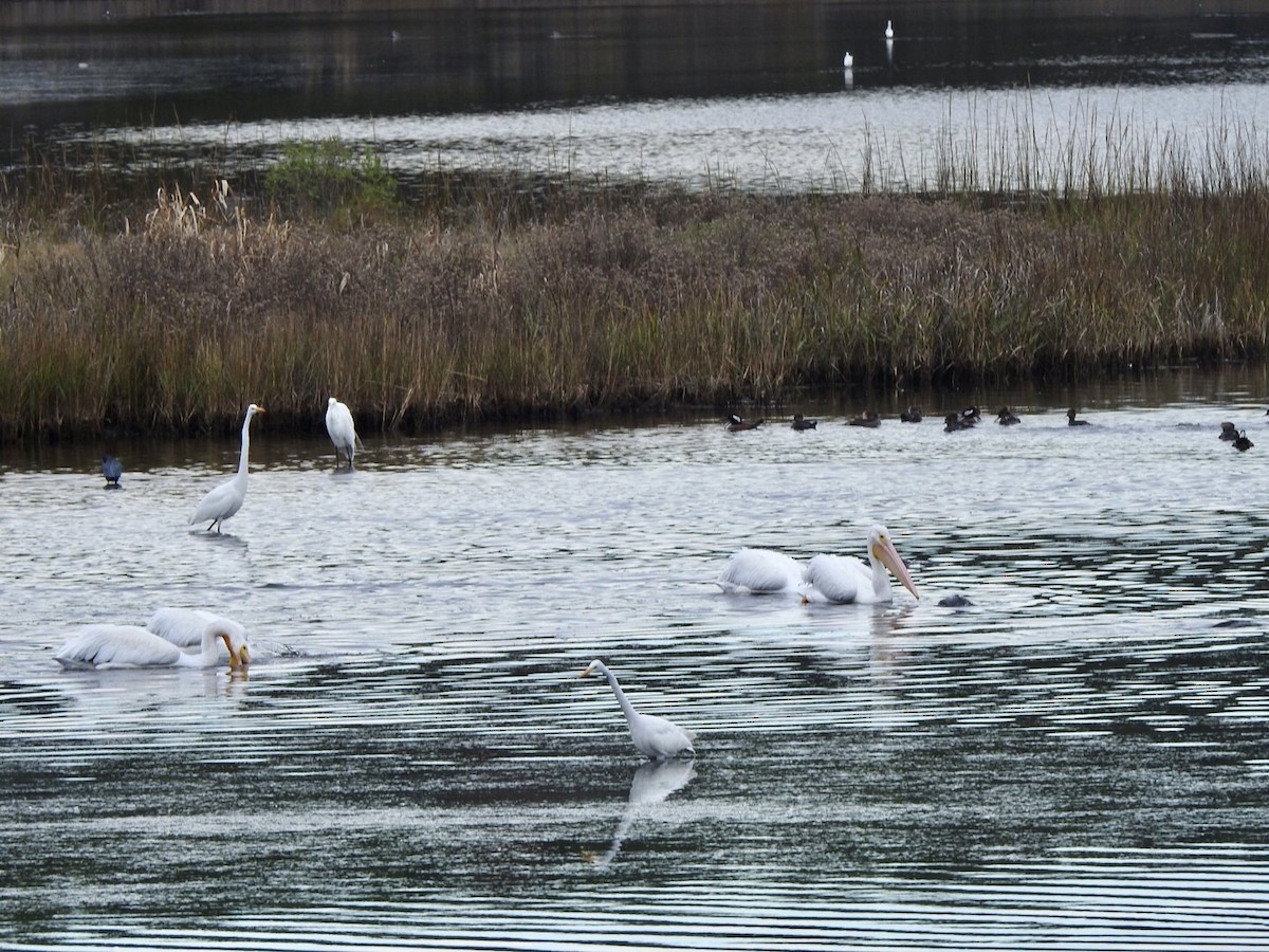 American White Pelican - ML611600987