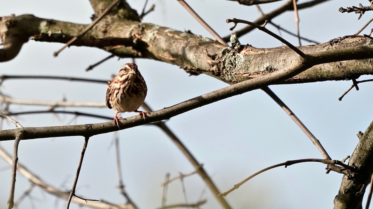 Song Sparrow - ML611601008