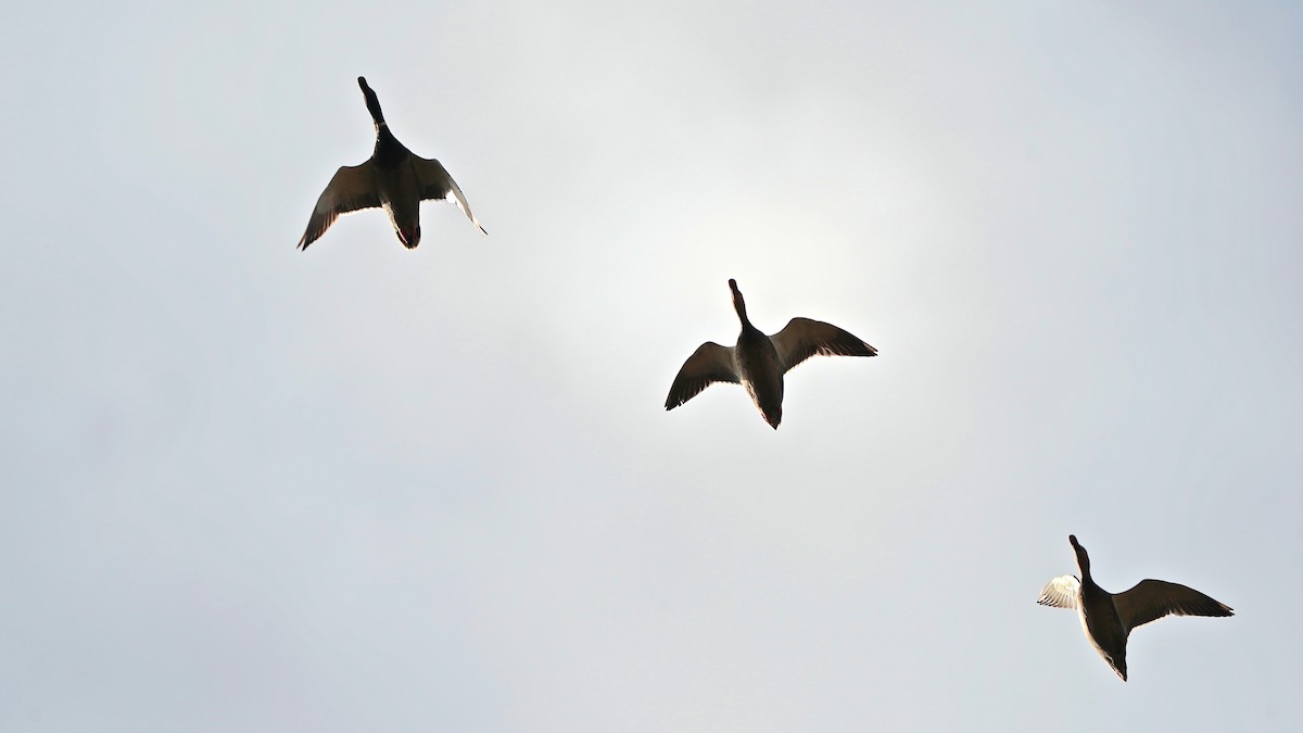 Зэрлэг нугас - ML611601017