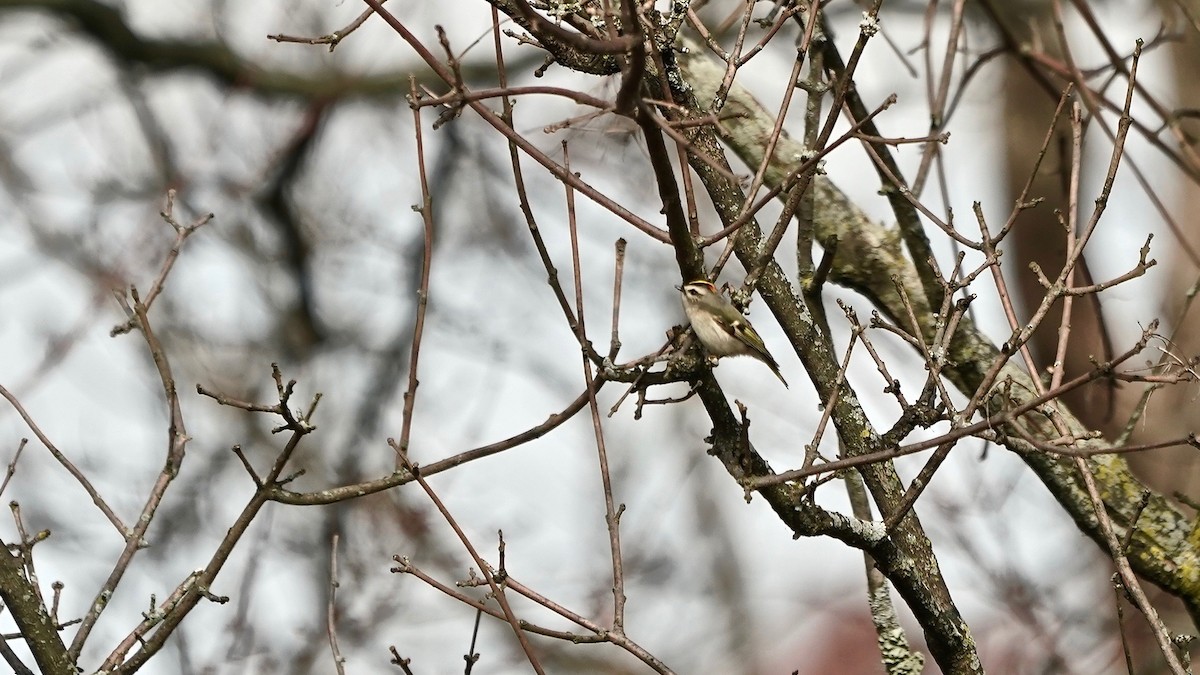 Golden-crowned Kinglet - ML611601074