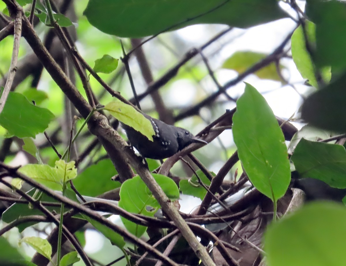 White-flanked Antwren (Silvery-flanked) - ML611601084