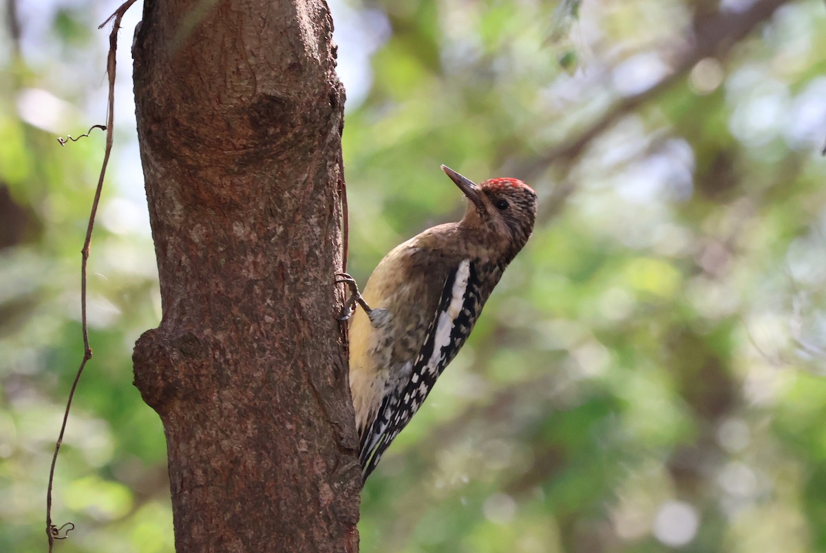 Yellow-bellied Sapsucker - Tricia Vesely