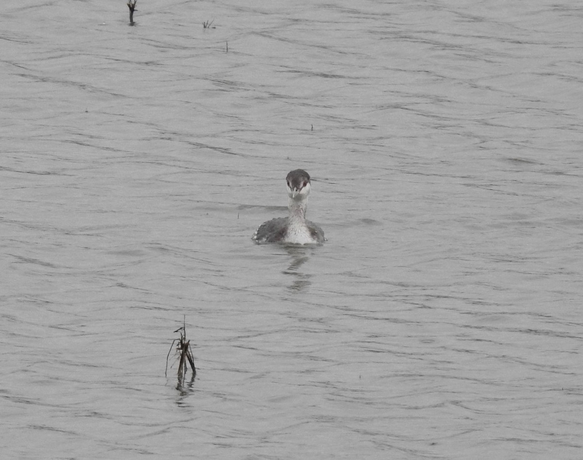 Horned Grebe - ML611601231