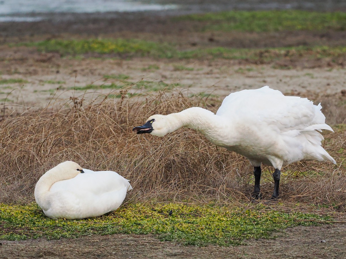 Tundra Swan - ML611601336