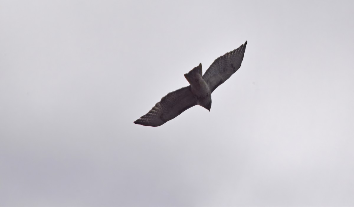 Red-tailed Hawk - Robert Allie