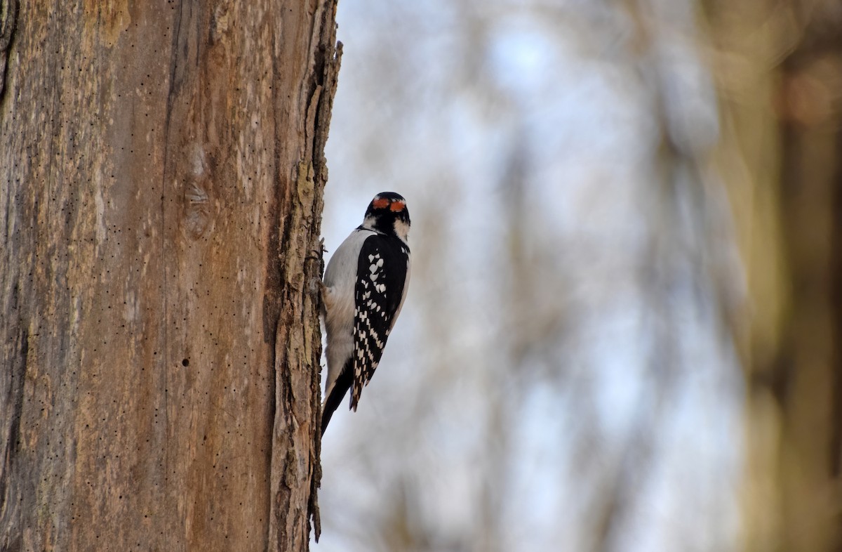 Hairy Woodpecker - Robert Allie