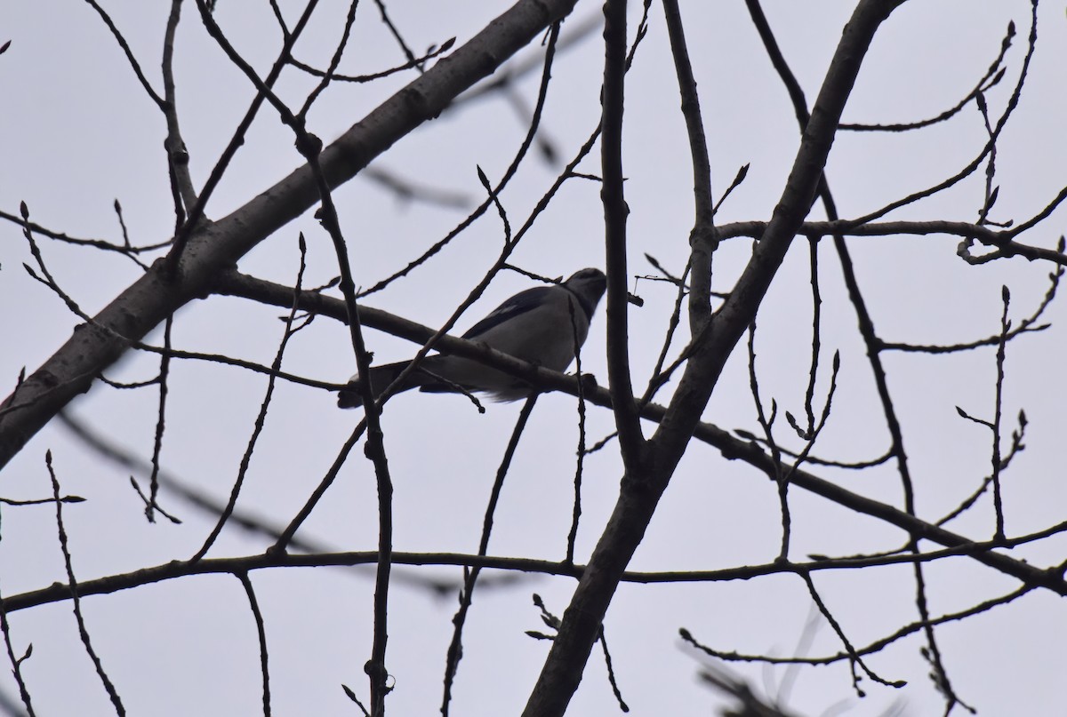 Blue Jay - Robert Allie