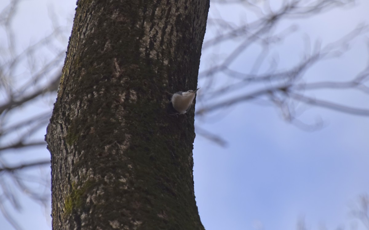 White-breasted Nuthatch - Robert Allie