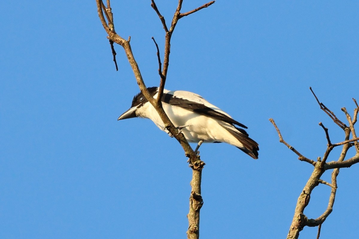 Black-crowned Tityra - ML611601691