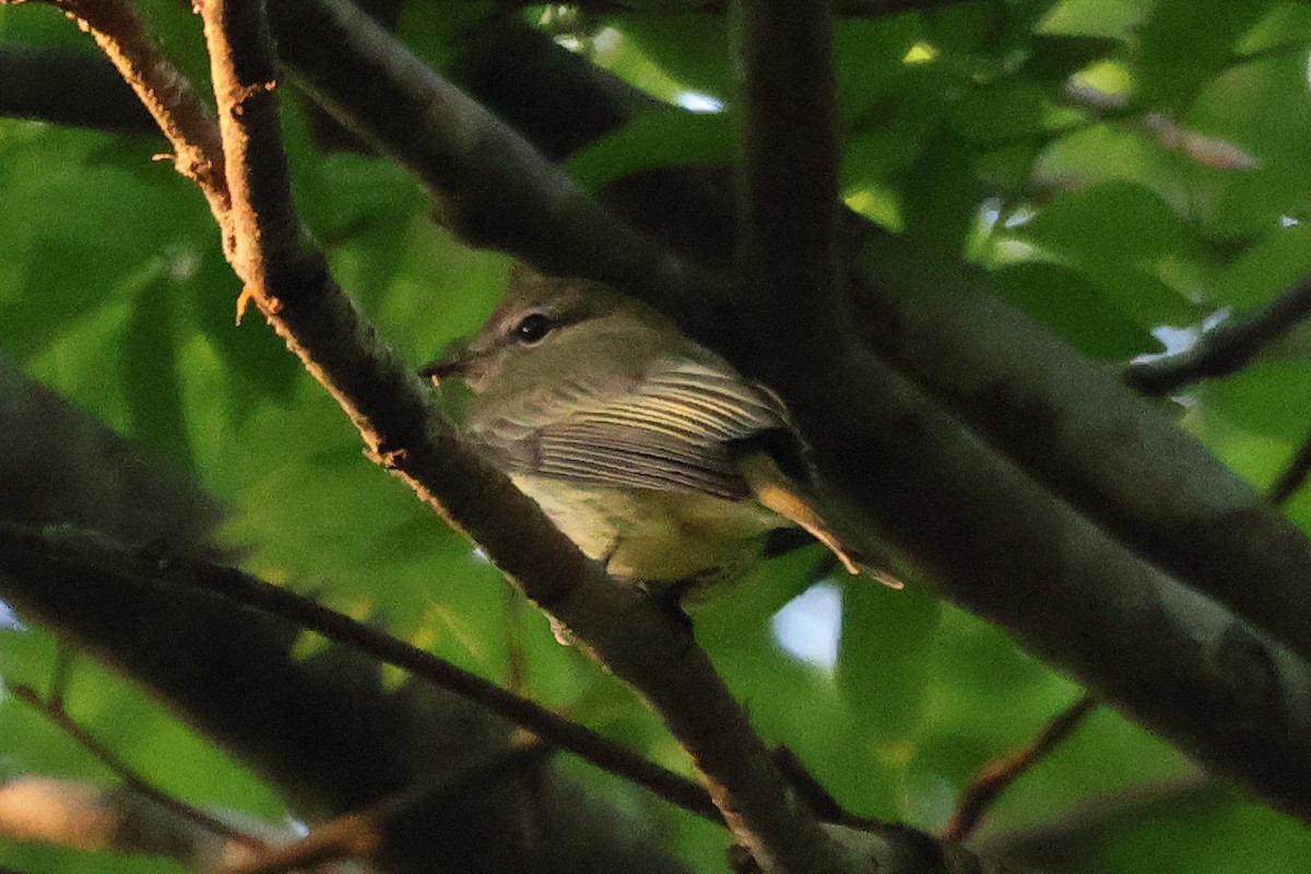 Greenish Elaenia - Sam Darmstadt