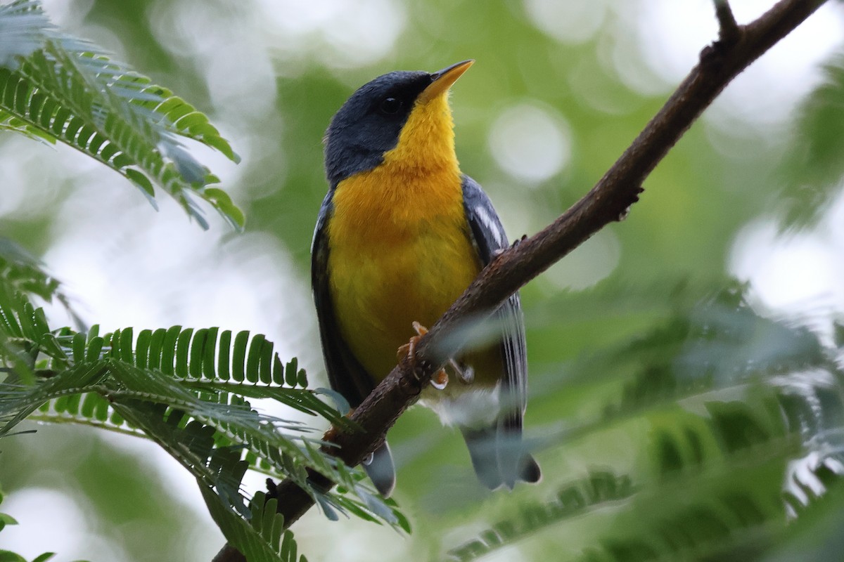 Tropikal Parula - ML611601736