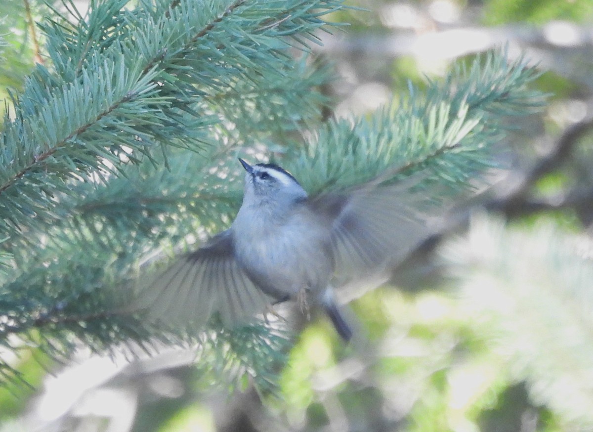 Golden-crowned Kinglet - ML611601785