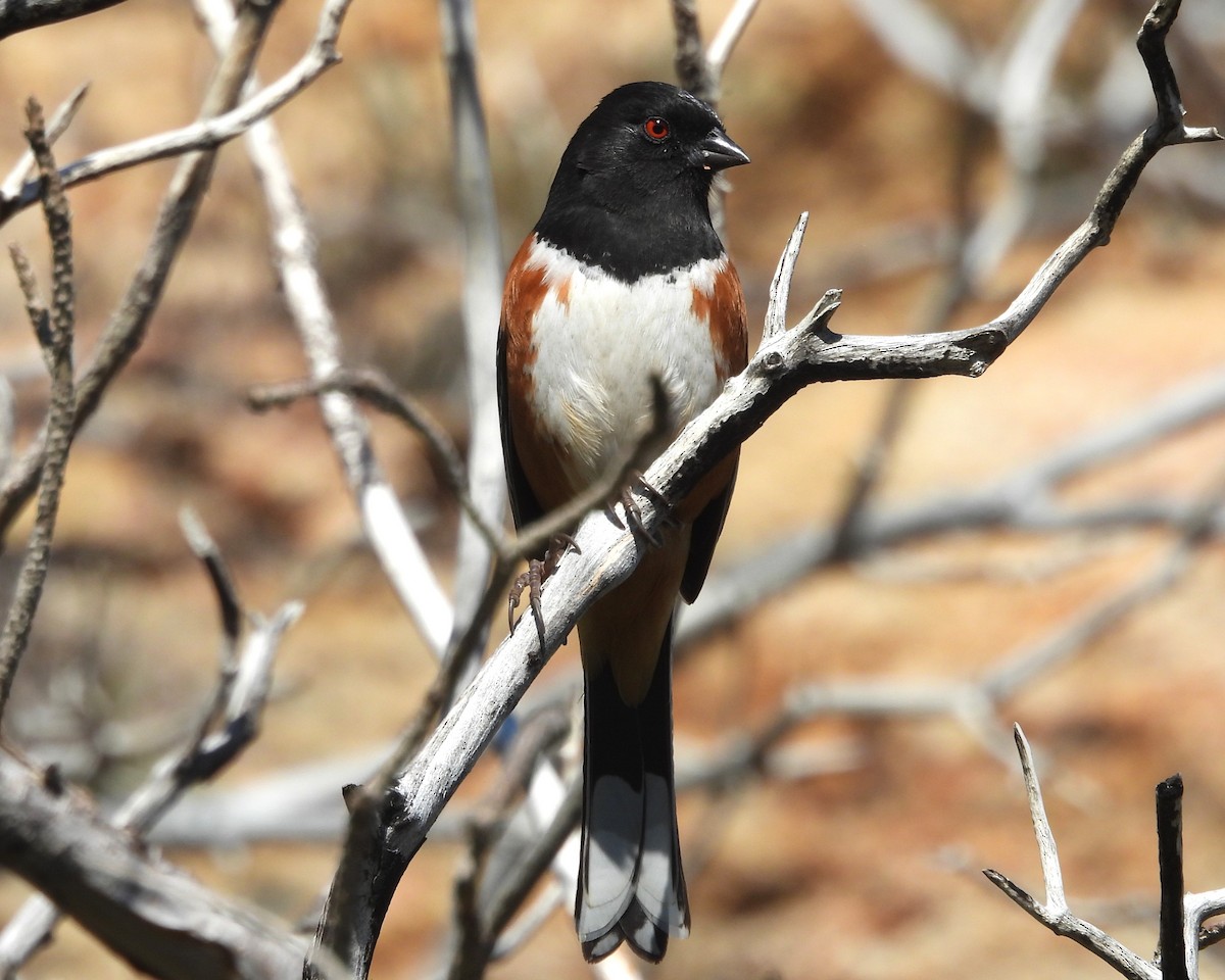 Spotted Towhee - ML611601871