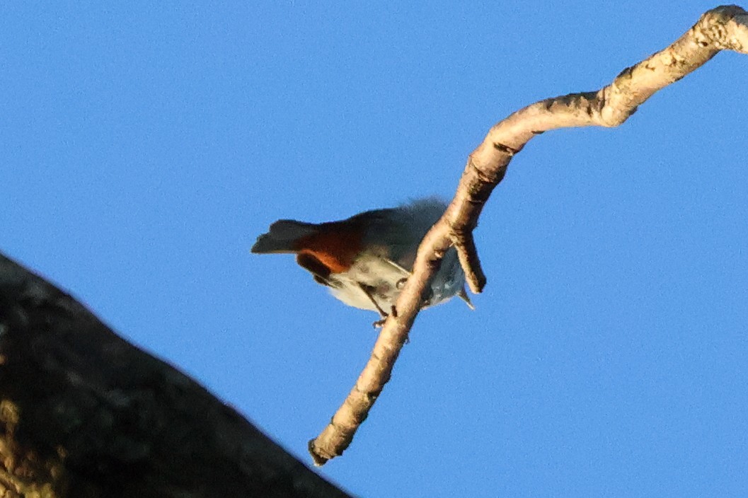 Chestnut-vented Conebill - Sam Darmstadt