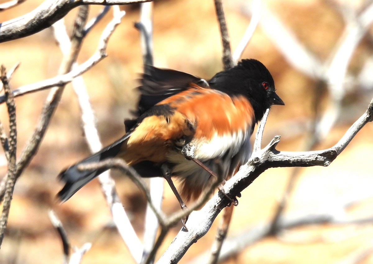 Spotted Towhee - ML611601884