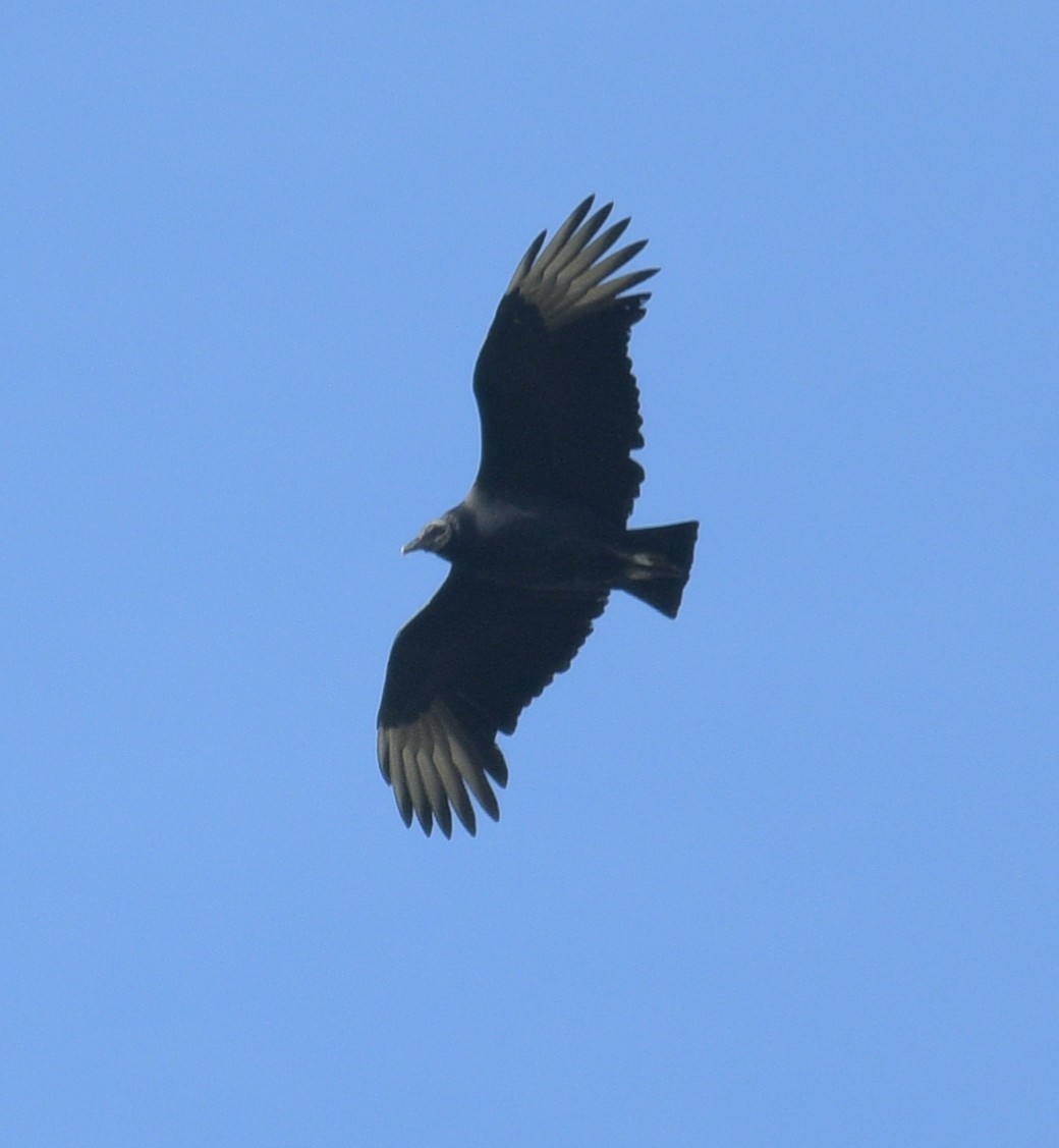 Black Vulture - ML611601890