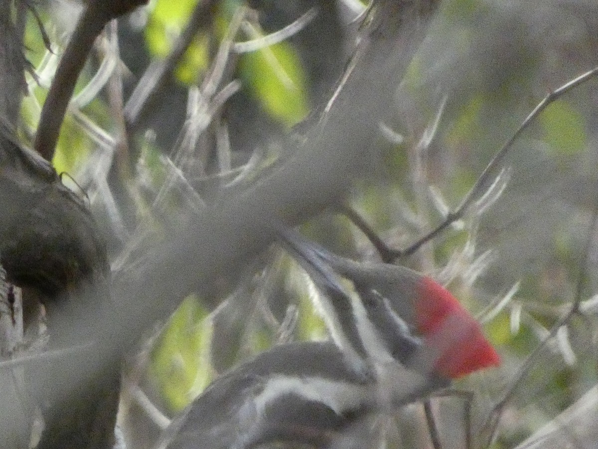 Pileated Woodpecker - ML611601968