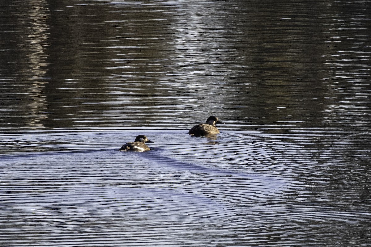 Black Scoter - ML611602001