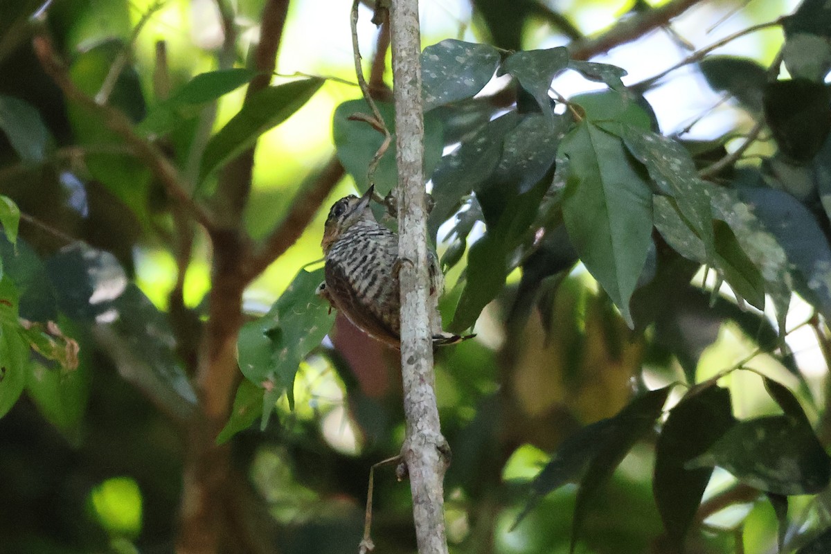 Ochre-collared Piculet - ML611602003