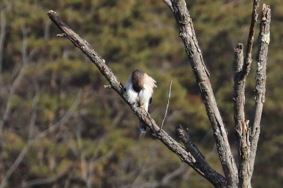 Cooper's Hawk - Debra Rittelmann