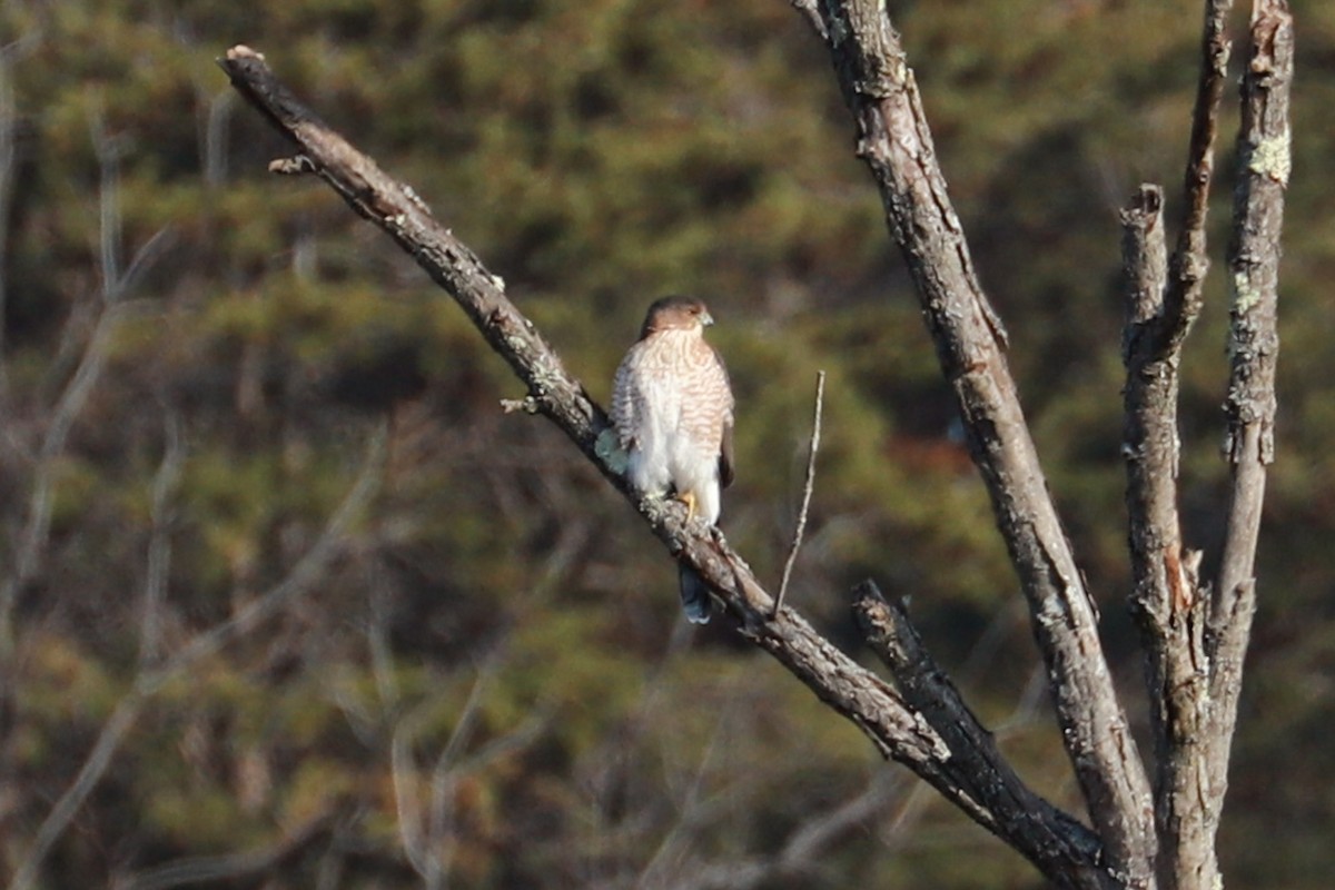 Cooper's Hawk - Debra Rittelmann