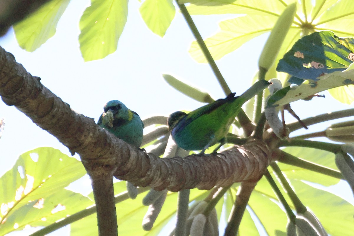 Green-headed Tanager - ML611602108