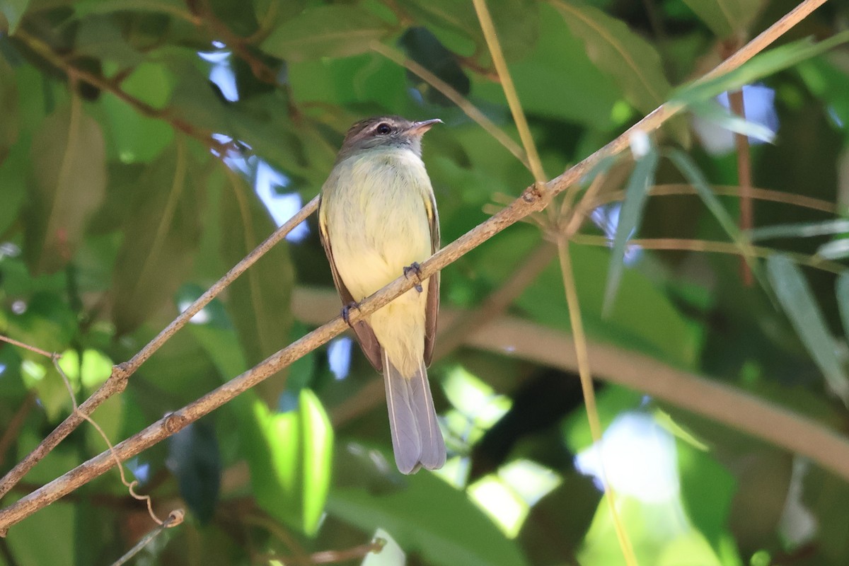 Greenish Elaenia - Sam Darmstadt