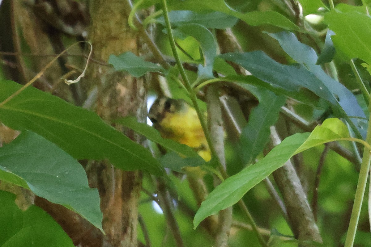 Paruline à couronne dorée - ML611602131