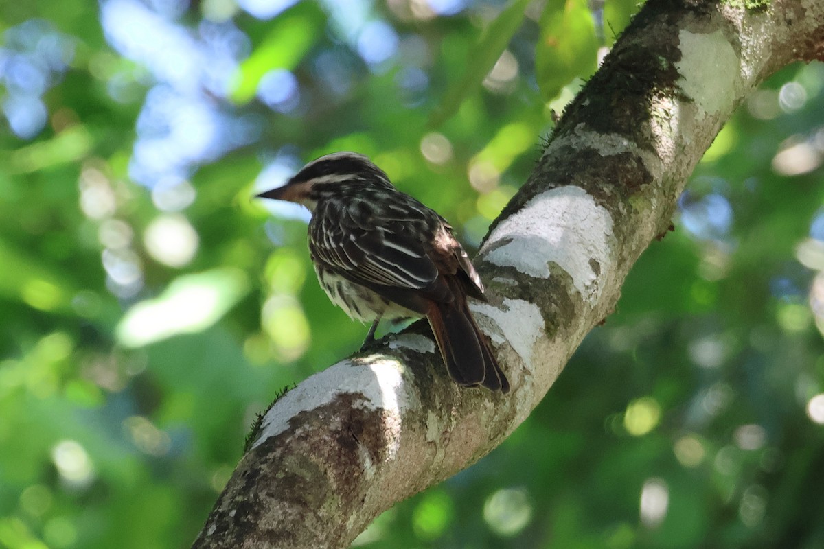 Streaked Flycatcher - ML611602139