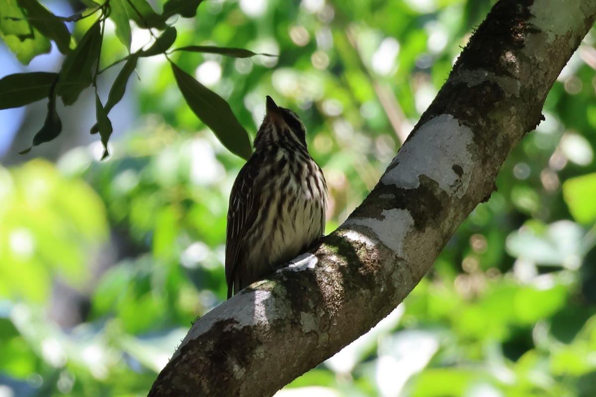 Streaked Flycatcher - ML611602140