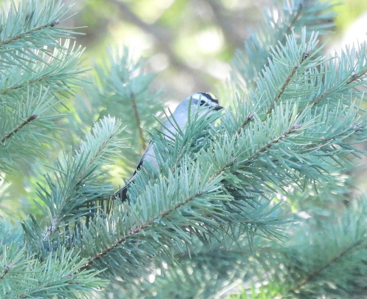 Golden-crowned Kinglet - ML611602225