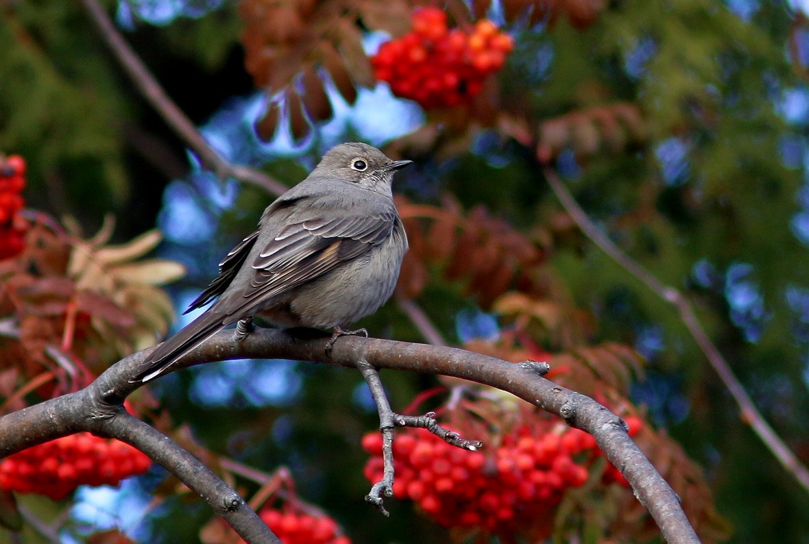 Townsend's Solitaire - Yves Gauthier (Mtl)